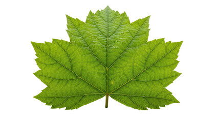 Green plant leaf showing intricate vein structure and small water drops, cut out, stock png, isolated on transparent background