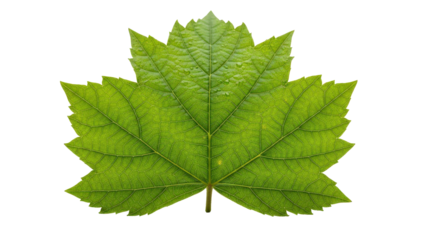 Green plant leaf showing intricate vein structure and small water drops, cut out, stock png, isolated on transparent background