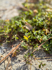 Small bee perched on a yellow wildflower in a natural field, detailed look at nature's beauty, botany flora and pollination concept