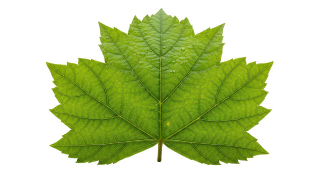 Green plant leaf showing intricate vein structure and small water drops, cut out, stock png, isolated on transparent background