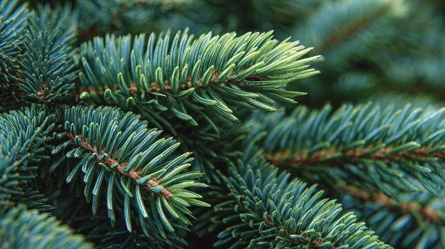 A close-up shot captures the intricate details of pine tree needles, showcasing their vibrant green color and textures. A forest of green delight.