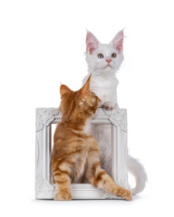 White and red Maine Coon cat kittens, sitting through and standing on white picture frame. Looking...
