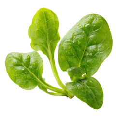 young malabar spinach shoots on transparent png background