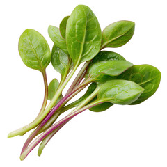 young malabar spinach shoots on transparent png background