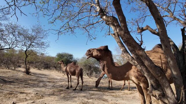 Group of camels, including adults and calves, standing on dry and sparse terrain with rugged mountains and a clear blue sky in Wadi Darbat natural park, Taqah, Dhofar, Oman