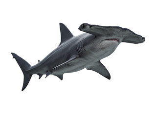 Obraz premium Hammerhead shark PNG isolated on transparent background, marine predator with distinctive head shape and powerful jaws for wildlife and ocean themes