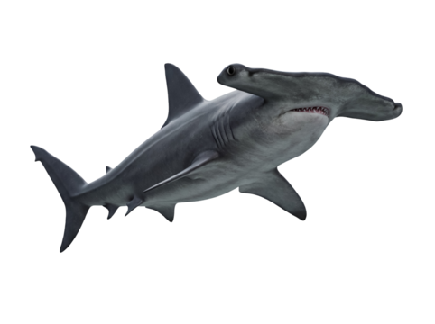 Hammerhead shark PNG isolated on transparent background, marine predator with distinctive head shape and powerful jaws for wildlife and ocean themes