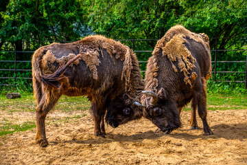 European buffalo figthing in the dusty ground