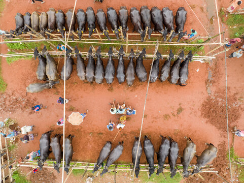Aerial view of cattle lined up symmetrically on a reddish-brown field, creating a striking contrast against the surrounding greenery, Rajshahi, Rajshahi Division, Bangladesh.