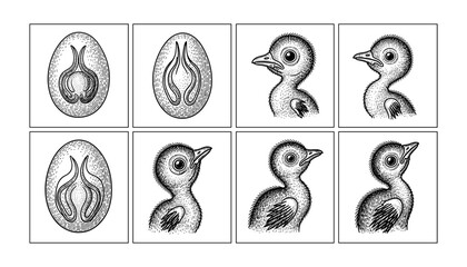 Stages of bird growth in vintage style engraving