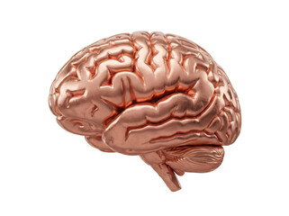 Anatomical human brain model in copper isolated PNG, detailed medical render on transparent background for science and education