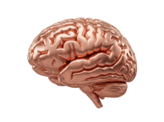 Anatomical human brain model in copper isolated PNG, detailed medical render on transparent background for science and education