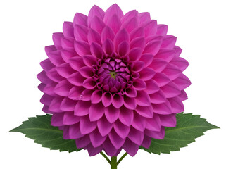 Vibrant magenta dahlia flower isolated PNG on transparent background, beautiful blossom with detailed petals for design projects