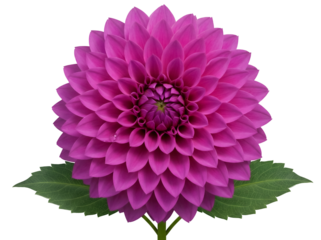 Vibrant magenta dahlia flower isolated PNG on transparent background, beautiful blossom with detailed petals for design projects