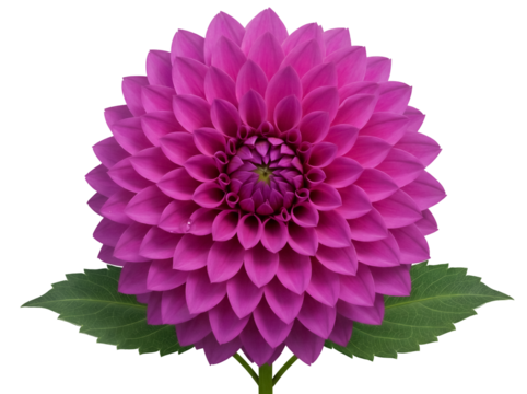 Vibrant magenta dahlia flower isolated PNG on transparent background, beautiful blossom with detailed petals for design projects - Powered by Adobe