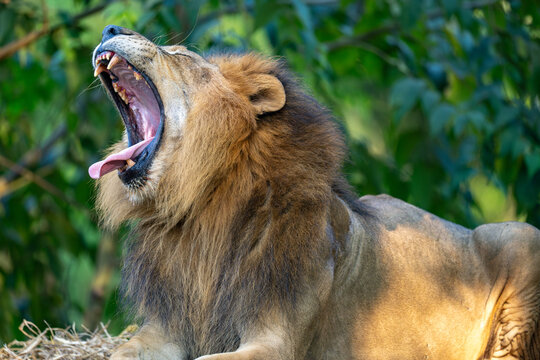 A majestic male lion yawning widely while resting on a rock.