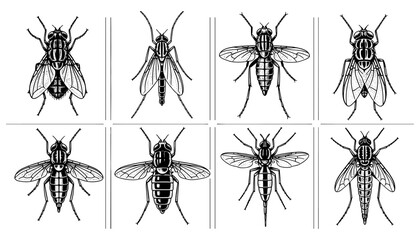 Detailed insect silhouettes: set of eight stylized bug line art designs