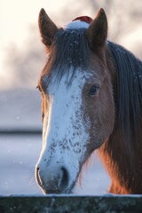 Christmas frame white background horse theme attributes