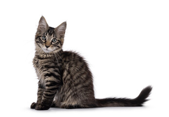 Maine Coon cat kitten sitting up side ways, showing tail. Looking towards camera. Isolated on a white background