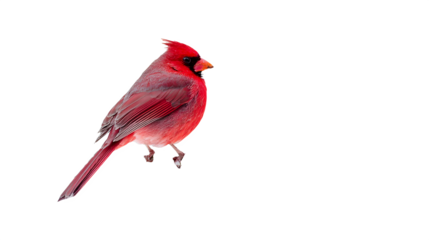 A vivid red cardinal perched against a stark black background in a striking composition style image