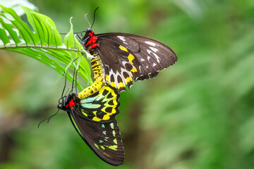 butterfly on a flower