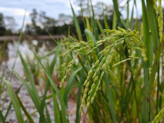 Green Rice Spike in the Morning Light
Fresh Growth Under the 9AM Sun