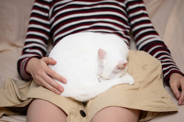 女の子の膝の上で寛ぐ猫