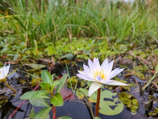 White Water Lily at Dawn
Soft Sunrise Light Over Aquatic Plants