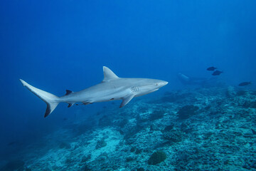 Fototapeta premium Grey Reef Shark (Carcharhinus Amblyrhynchos), Maldives, Indian Ocean