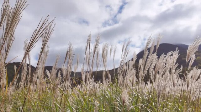 長者原タデ原湿原に広がる秋のススキ草原と山並みの高原風景