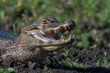 Yacare en su habitat en los esteros del ibera, corrientes, argentina