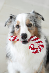 Close up photo of an Australian Shepherd sitting on a light floor while holding a red and white candy-cane rope toy, ideal for holiday and pet-themed visuals. Christmas holidays with a dog