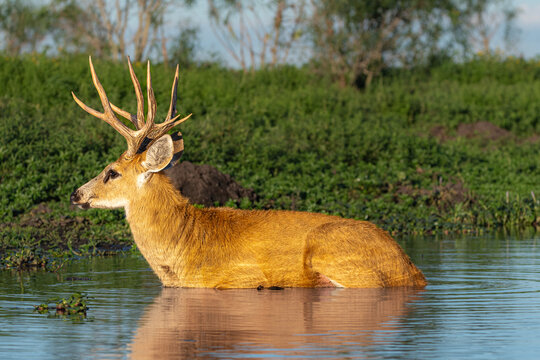 Ciervo de los pantanos descanzando sobre el agua en los estros del ibera. Corrientes, Argentina