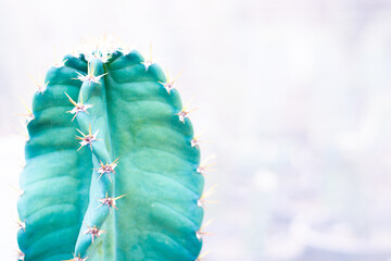 A close-up of a green cactus with sharp spines