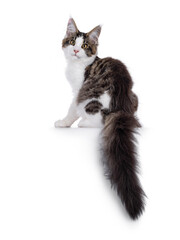 Maine Coon cat kitten sitting up backwards, with tail hanging down over edge. Looking straight to...
