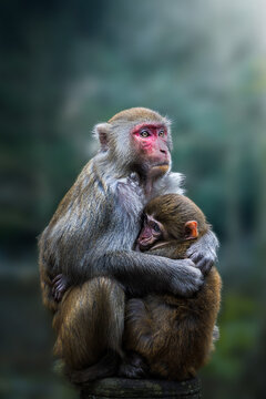 View of a mother monkey cradling her baby, their fur contrasting against the soft green backdrop, a tender moment frozen in time, Zhangjiajie, Hunan, China.