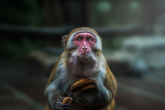 View of a thoughtful monkey with piercing yellow eyes holds a snack in its paws against a blurred, shaded backdrop, Zhangjiajie, Hunan, China.