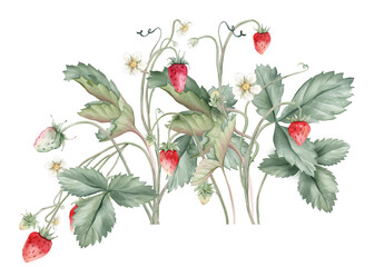 Composition with Wild Strawberry branches and white flower . Hand drawn watercolor illustration of Woodland strawberry plant green leaves and red wild berries on isolated background.