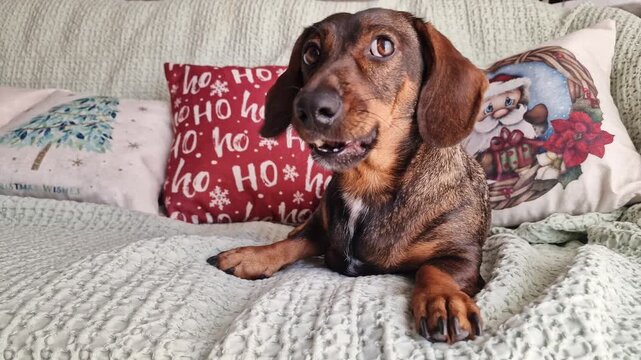 Cute brown dachshund dog lying on a cozy sofa with Christmas pillows and playfully barking with its mouth open, winter holidays.
