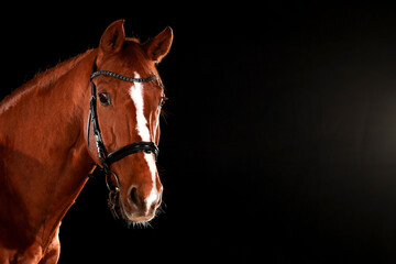 Fototapeta premium Horse, portraits, black, background, color, animal, studio, flash