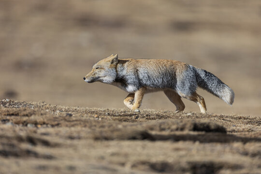 View of a Tibetan fox with its dense fur coat and distinctive facial features walking across the arid landscape, Yushu, Qinghai, China.