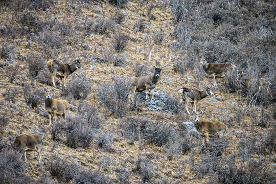 View of a herd of white lipped deer, their brown coats blending with the dry, muted tones of the hillside, under the crisp November light, Yushu, Qinghai, China.