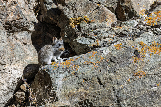 View of a small, furry glovers pika stands alert amongst the rough, textured rocks, patched with orange moss, under the bright sun, Yushu, Qinghai, China.