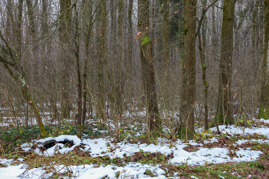 A somber winter forest landscape featuring the first thin layer of snow covering the ground. Bare, grey-brown tree trunks and thick undergrowth create an atmosphere of quiet solitude and tranquility.