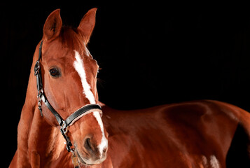 Horse, portraits, black, background, color, animal, studio, flash