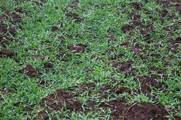 Obraz premium ​A panoramic shot showcasing a sown field with young green sprouts breaking through the dark clumps of moist, fertile soil.