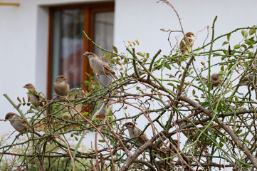 A flock of sparrows is perched on a dense, thorny shrub near the white wall of a house. The birds are resting and observing their surroundings, creating a dynamic, lively frame against the background 