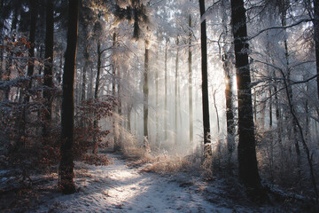 Forest, winter, snow, sunlight, trees, path, fog, frost, sunlight filtering through tall trees onto a snowy path, misty cold morning in a tranquil woodland