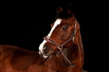 Obraz premium Horse, portraits, black, background, color, animal, studio, flash