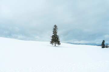 It is a famous tourist attraction, also known as the Christmas Tree, and is located in Hokkaido.